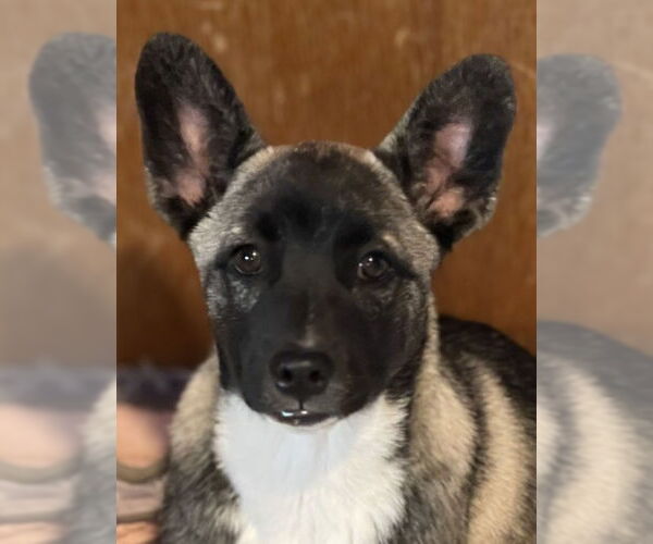 Medium Photo #6 Siberian Husky-Unknown Mix Puppy For Sale in La Verne, CA, USA