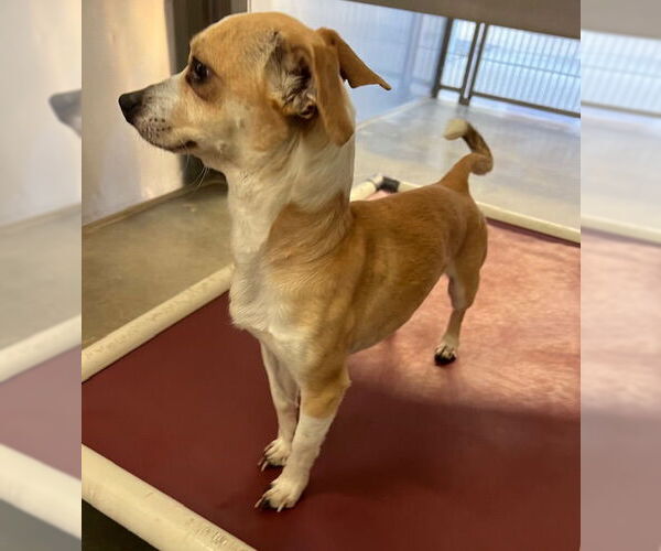 Medium Photo #1 Chihuahua Puppy For Sale in Norco, CA, USA