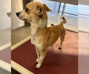 Chihuahua Dogs for adoption in Norco, CA, USA