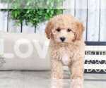 Small Photo #1 Poochon Puppy For Sale in MOUNT VERNON, OH, USA