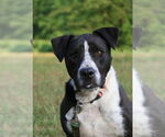 Small Great Dane-Pointer Mix