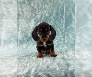 Dachshund Puppy for sale in LOS ANGELES, CA, USA