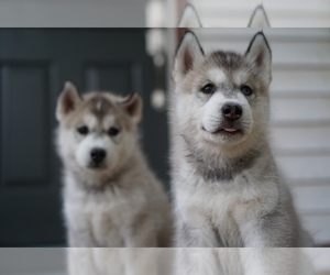 Siberian Husky-Timber Wolf Mix Puppy for Sale in ORANGE CITY, Iowa USA