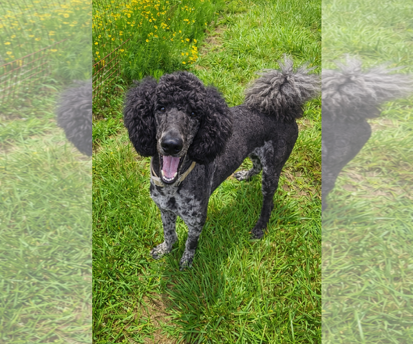 Medium Photo #6 Poodle (Standard) Puppy For Sale in Pacolet, SC, USA