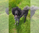 Small #5 Poodle (Standard)