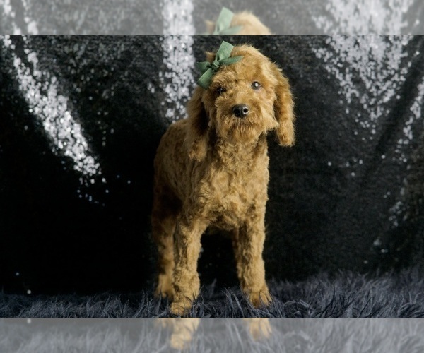 Medium Photo #30 Maltipoo Puppy For Sale in WARSAW, IN, USA
