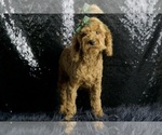 Small Photo #30 Maltipoo Puppy For Sale in WARSAW, IN, USA