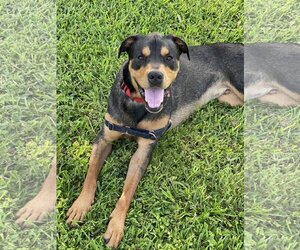 Rottweiler-Unknown Mix Dogs for adoption in Miami, FL, USA