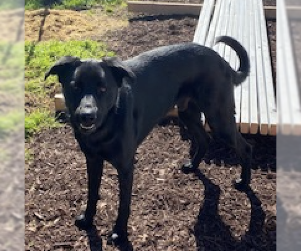 Medium Photo #8 Shepradors Puppy For Sale in Decatur, GA, USA