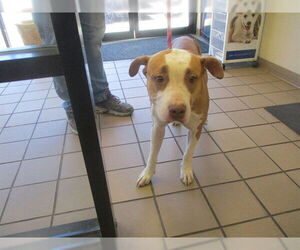 American Staffordshire Terrier Dogs for adoption in Ocala, FL, USA