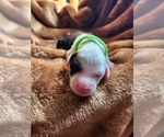 Small #4 Sheepadoodle