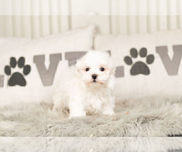 Medium Photo #5 Maltese Puppy For Sale in WARSAW, IN, USA