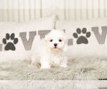 Small Photo #5 Maltese Puppy For Sale in WARSAW, IN, USA