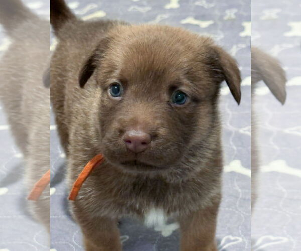 Medium Photo #2 American Staffordshire Terrier-Siberian Husky Mix Puppy For Sale in Corona, CA, USA