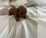 Small #3 Dachshund