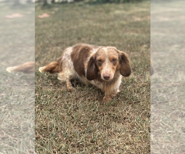 Medium Photo #1 Dachshund Puppy For Sale in MARSHFIELD, MO, USA