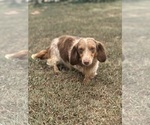 Small Photo #1 Dachshund Puppy For Sale in MARSHFIELD, MO, USA
