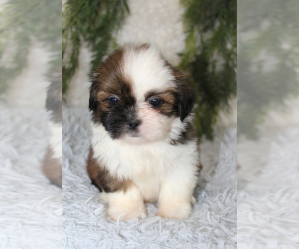 Medium Photo #1 Shih Tzu Puppy For Sale in MIAMI, FL, USA