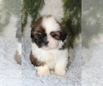 Small Shih Tzu