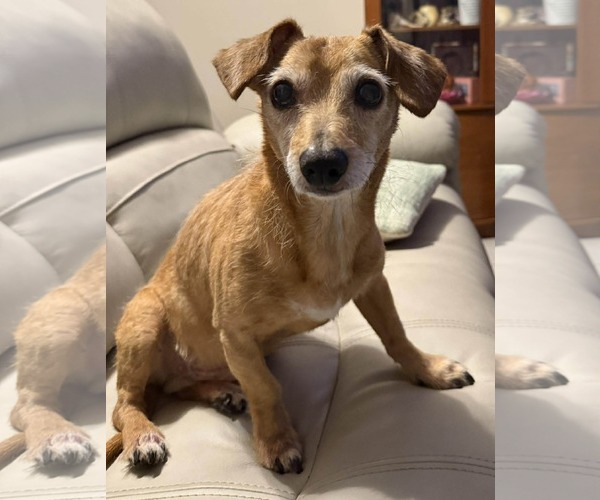 Medium Photo #5 Dachshund-Unknown Mix Puppy For Sale in Palatka, FL, USA