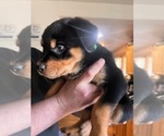 Puppy Green Colar Rottweiler