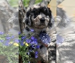 Small Photo #2 Bernedoodle Puppy For Sale in OVERLAND PARK, KS, USA