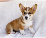 Small #6 Pembroke Welsh Corgi