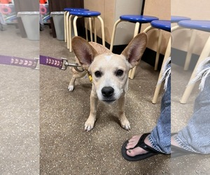 Mutt Dogs for adoption in Hinckley, IL, USA