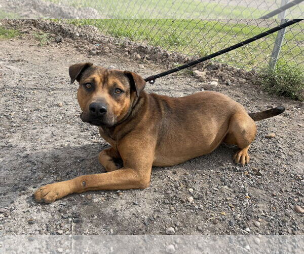 Medium Photo #2 American Pit Bull Terrier-Unknown Mix Puppy For Sale in Ocoee, FL, USA