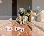 Puppy 5 Greater Swiss Mountain Dog-Poodle (Standard) Mix