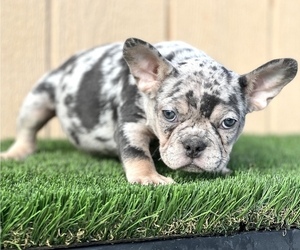 French Bulldog Puppy for sale in DEL ROSA, CA, USA