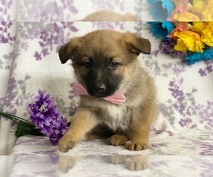 Australian Shepherd-German Shepherd Dog Mix Puppy for sale in LANCASTER, PA, USA