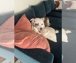 Small #5 American Pit Bull Terrier
