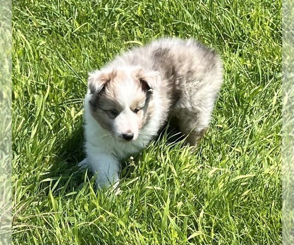 Medium Photo #3 Shetland Sheepdog Puppy For Sale in FORT MORGAN, CO, USA