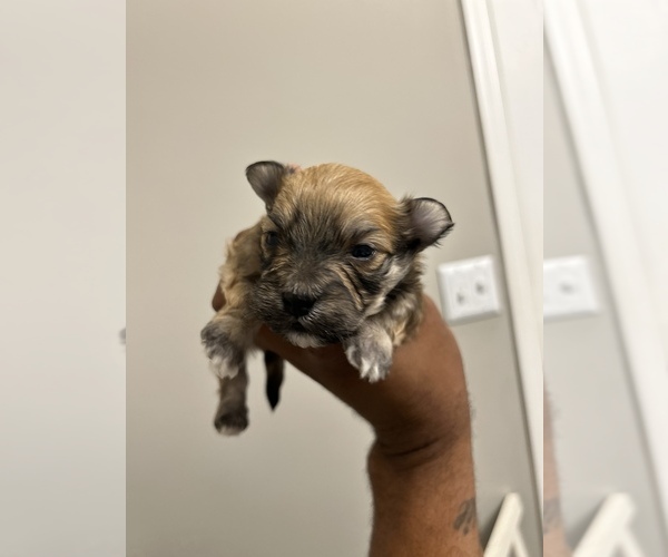 Medium Photo #2 Mal-Shi Puppy For Sale in MARIETTA, GA, USA