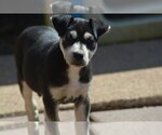 Small Photo #8 Boxer Puppy For Sale in Poplar Bluff, MO, USA