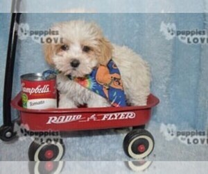 Maltipoo Puppy for sale in SANGER, TX, USA