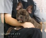 Small #1 French Bulldog