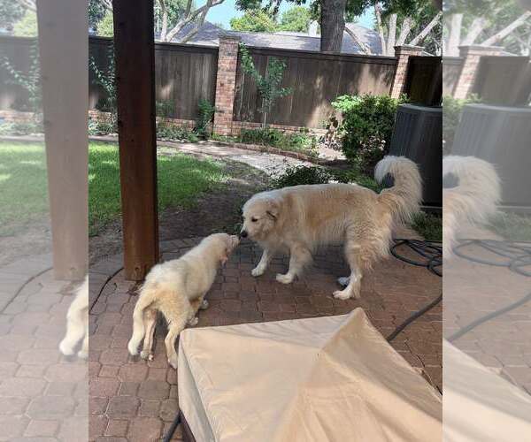 Medium Photo #6 Great Pyrenees Puppy For Sale in Dallas, TX, USA