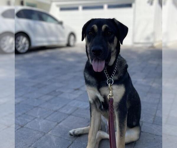 Medium Photo #4 Mutt Puppy For Sale in San Diego, CA, USA