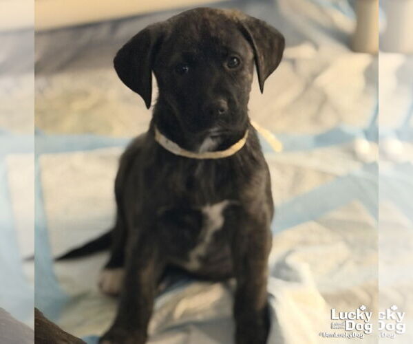 Medium Photo #3 Labrenees Puppy For Sale in Washington, DC, USA