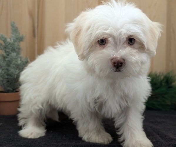Medium Photo #5 Havanese Puppy For Sale in GOSHEN, IN, USA