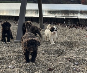 Portuguese Water Dog Litter for sale in MILLERSBURG, OH, USA