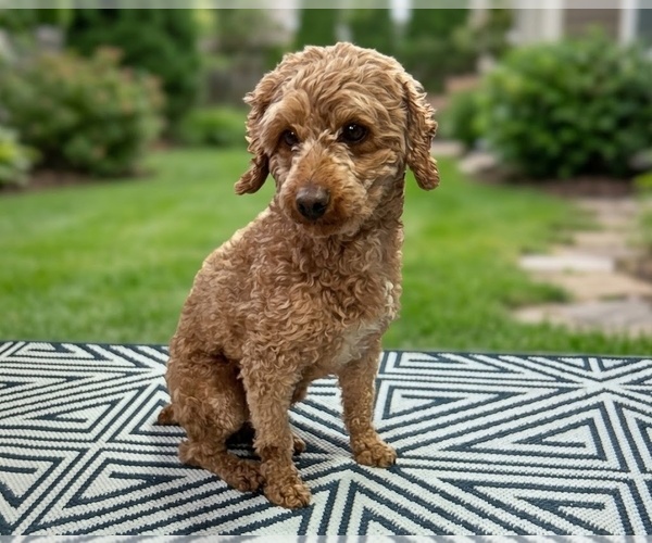 Medium Photo #1 Maltipoo (Miniature) Puppy For Sale in GLEN BURNIE, MD, USA