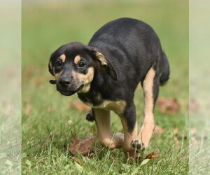Twinkle - Female Australian Shepherd-Unknown Mix Dog for Adoption - Photo #3