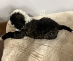Small Photo #4 Sheepadoodle Puppy For Sale in YATES CENTER, KS, USA