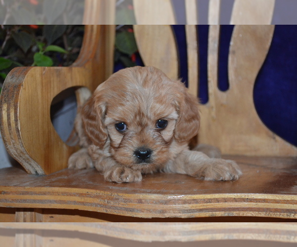 Medium Photo #8 Cavapoo Puppy For Sale in GREENWOOD, WI, USA