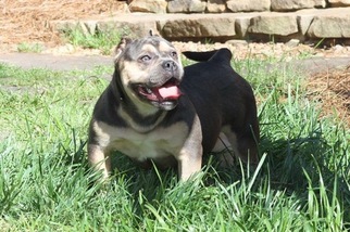 American Bully Mikelands  Puppy for sale in MOUNT PLEASANT, NC, USA