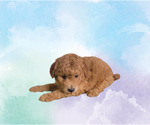 Small Photo #3 Goldendoodle (Miniature) Puppy For Sale in RICHMOND, IL, USA