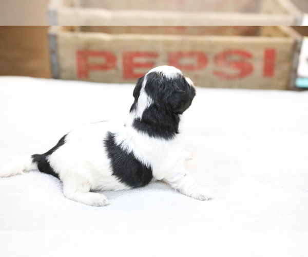 Medium Photo #6 Bernedoodle-Poodle (Miniature) Mix Puppy For Sale in GOSHEN, IN, USA